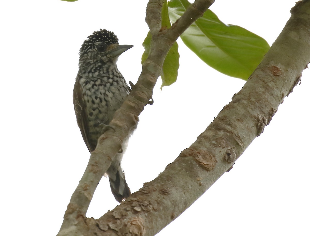 White-wedged Piculet - ML88757321