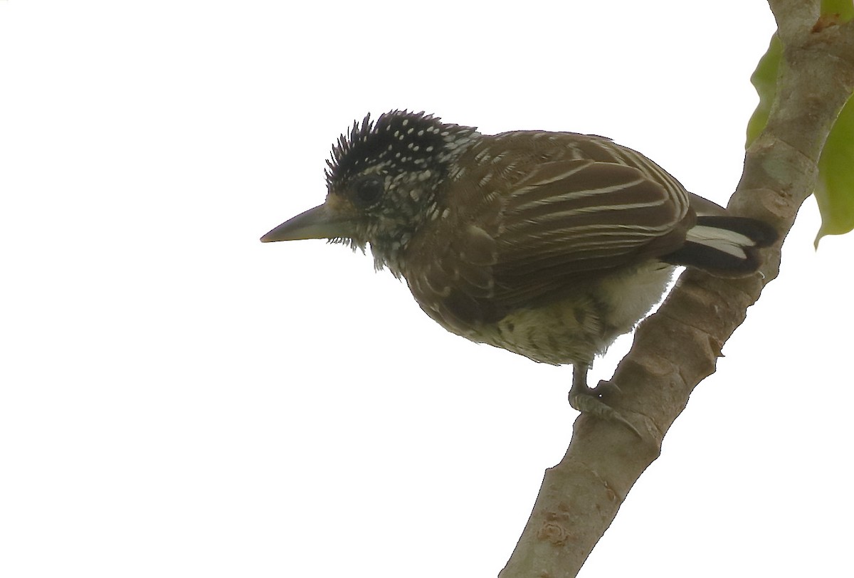 White-wedged Piculet - ML88757341