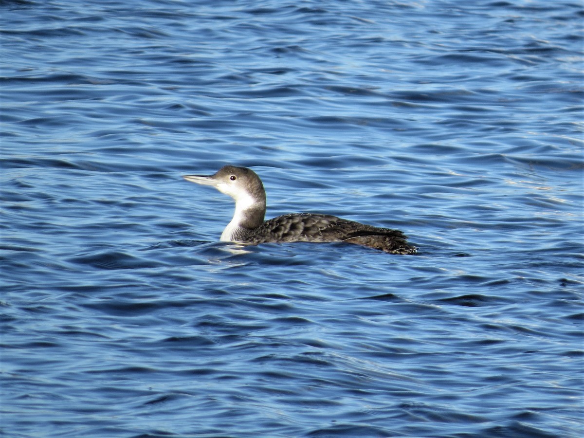 Common Loon - Susan Disher