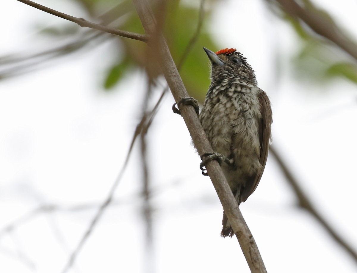 White-wedged Piculet - Dave Curtis