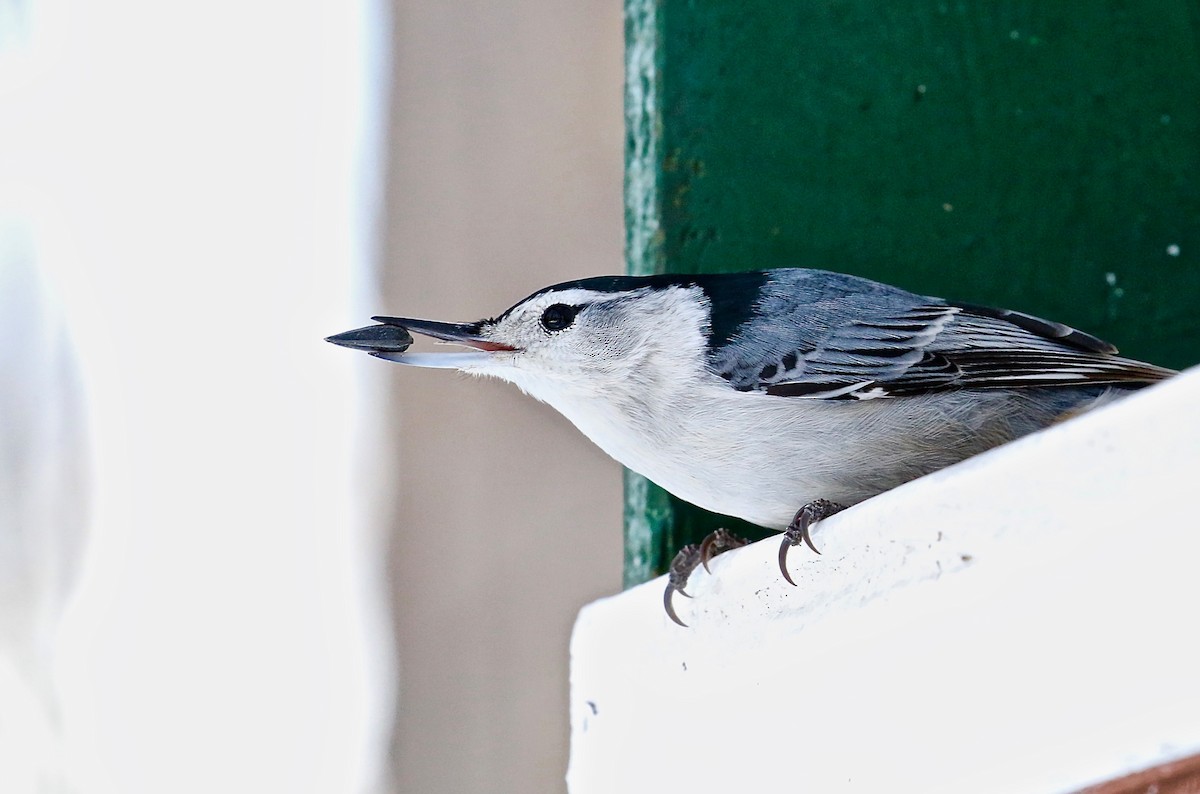 White-breasted Nuthatch (Eastern) - Richard Skevington