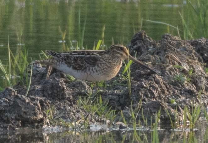 Common Snipe - Fareed Mohmed