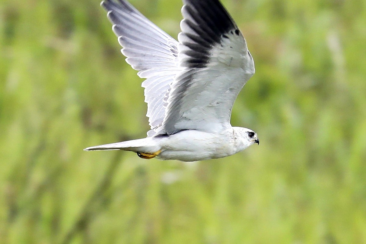 Black-winged Kite - 独行虾 Bird.soong