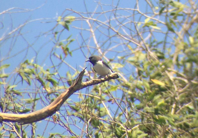 White-breasted Woodswallow - ML88764381