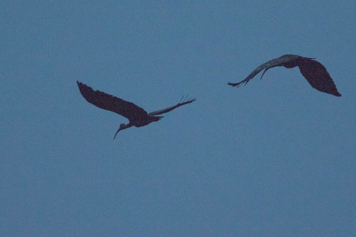 ibis obrovský - ML88765471
