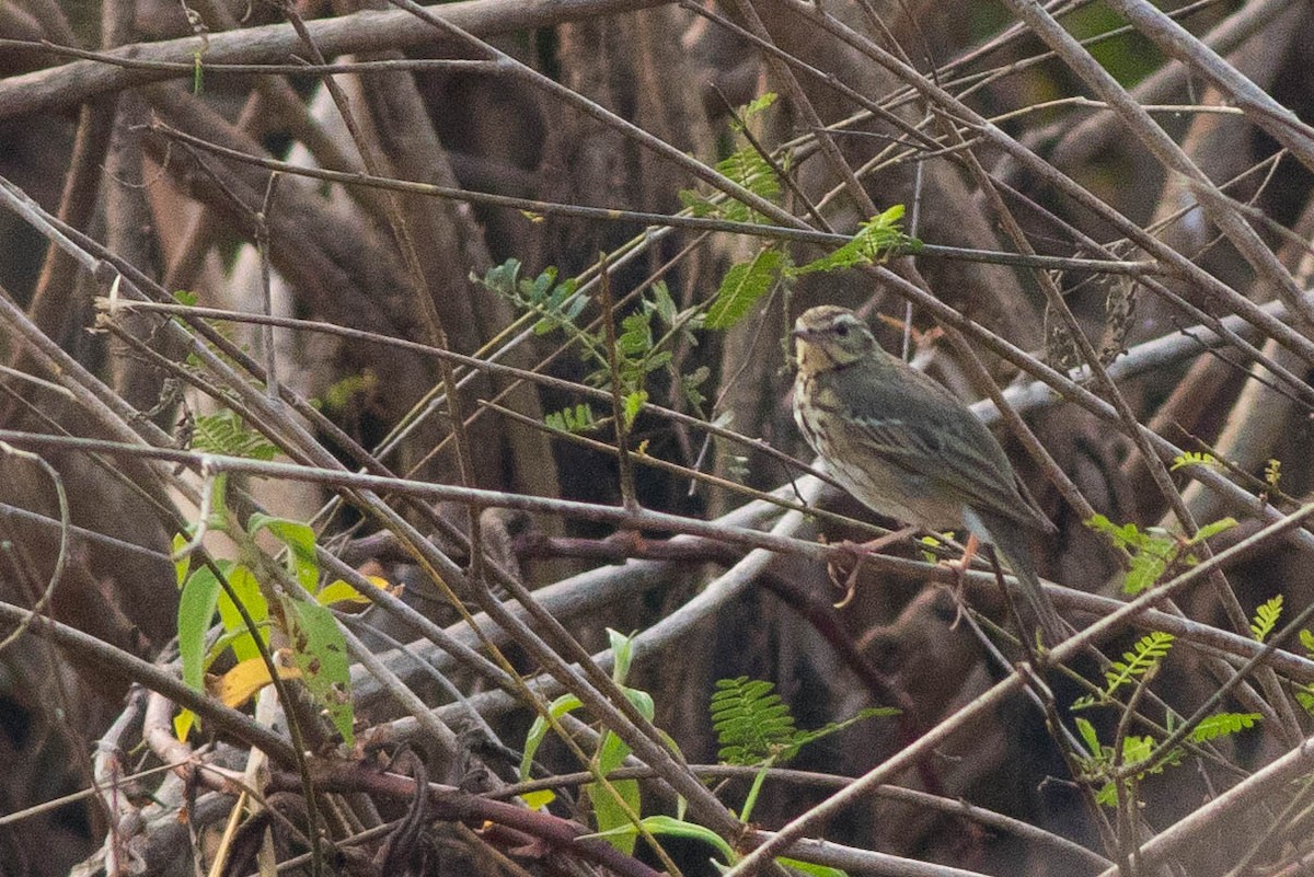 Olive-backed Pipit - ML88765481