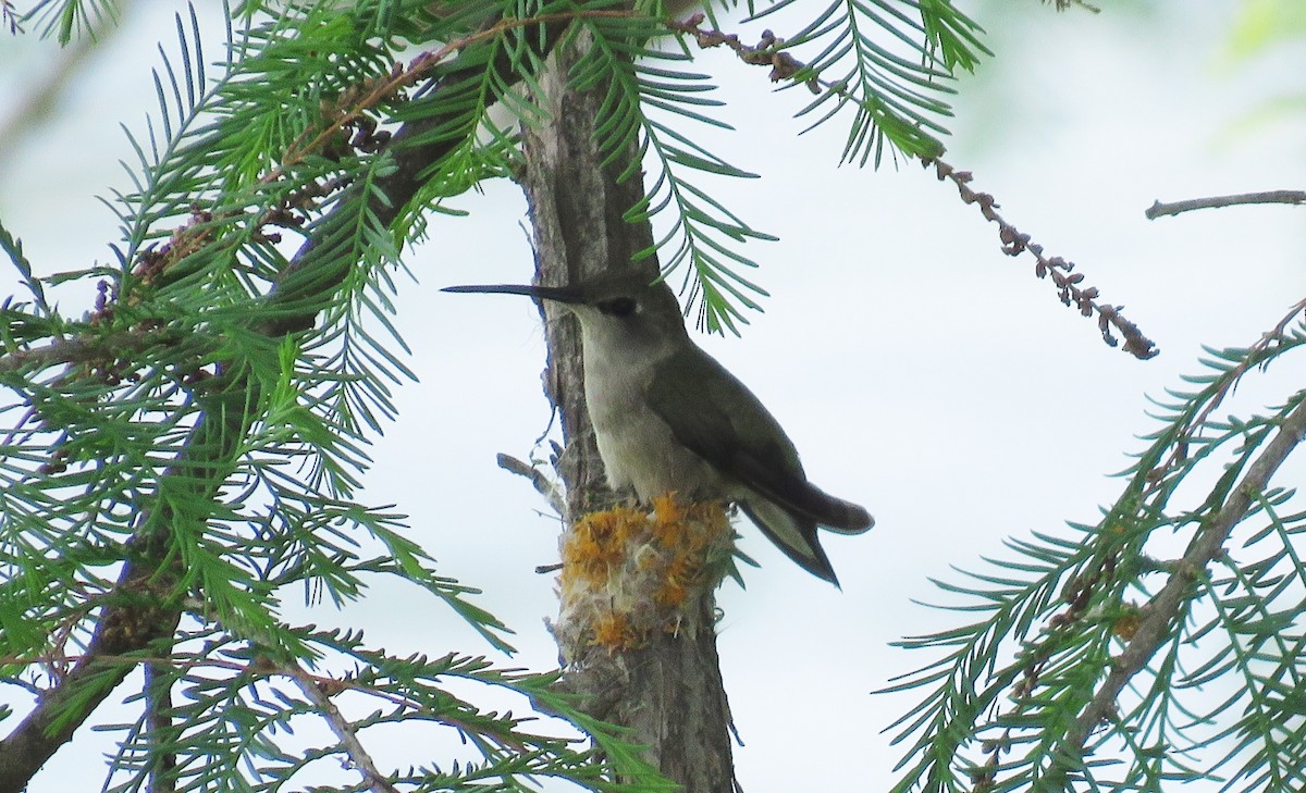 Black-chinned Hummingbird - Glenn Pannier