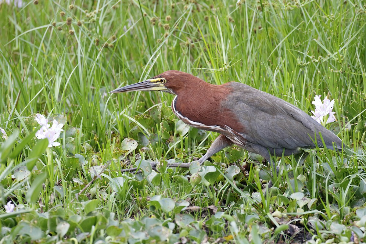 Rufescent Tiger-Heron - Dave Curtis