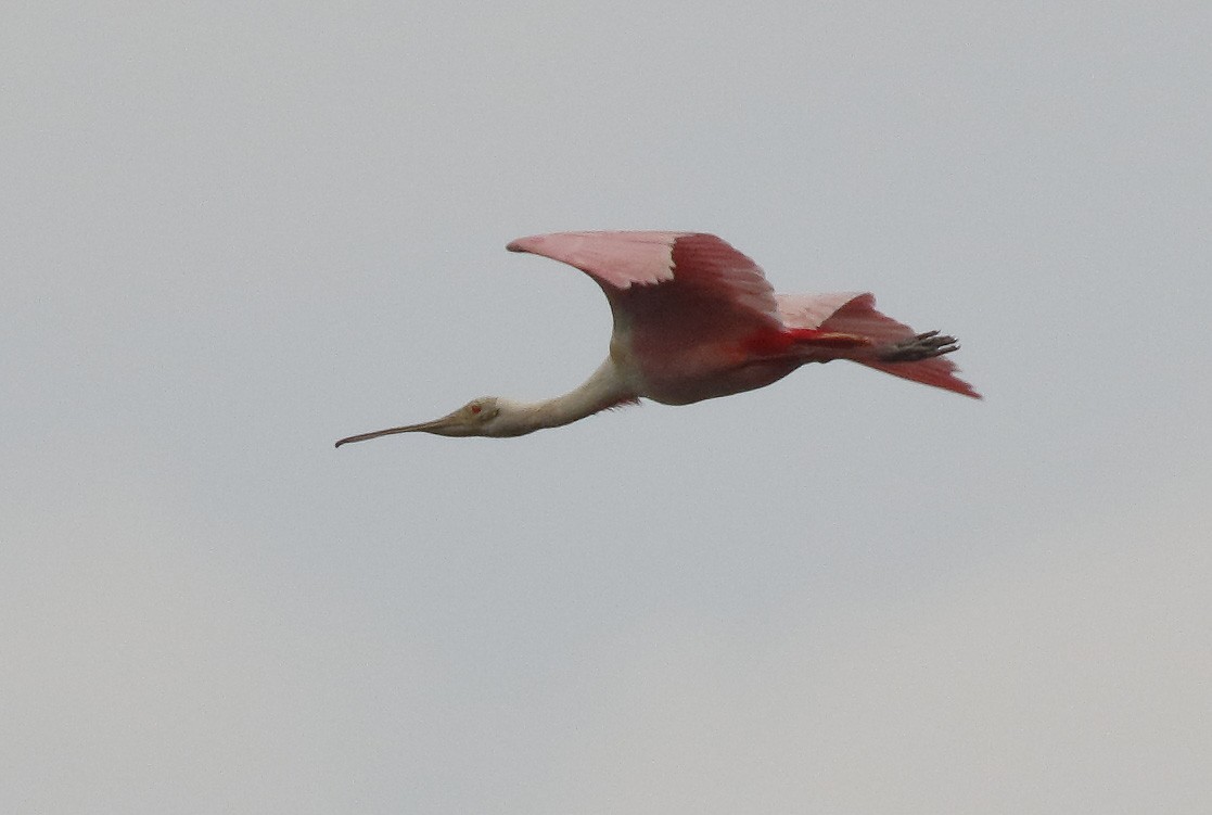 Roseate Spoonbill - Dave Curtis