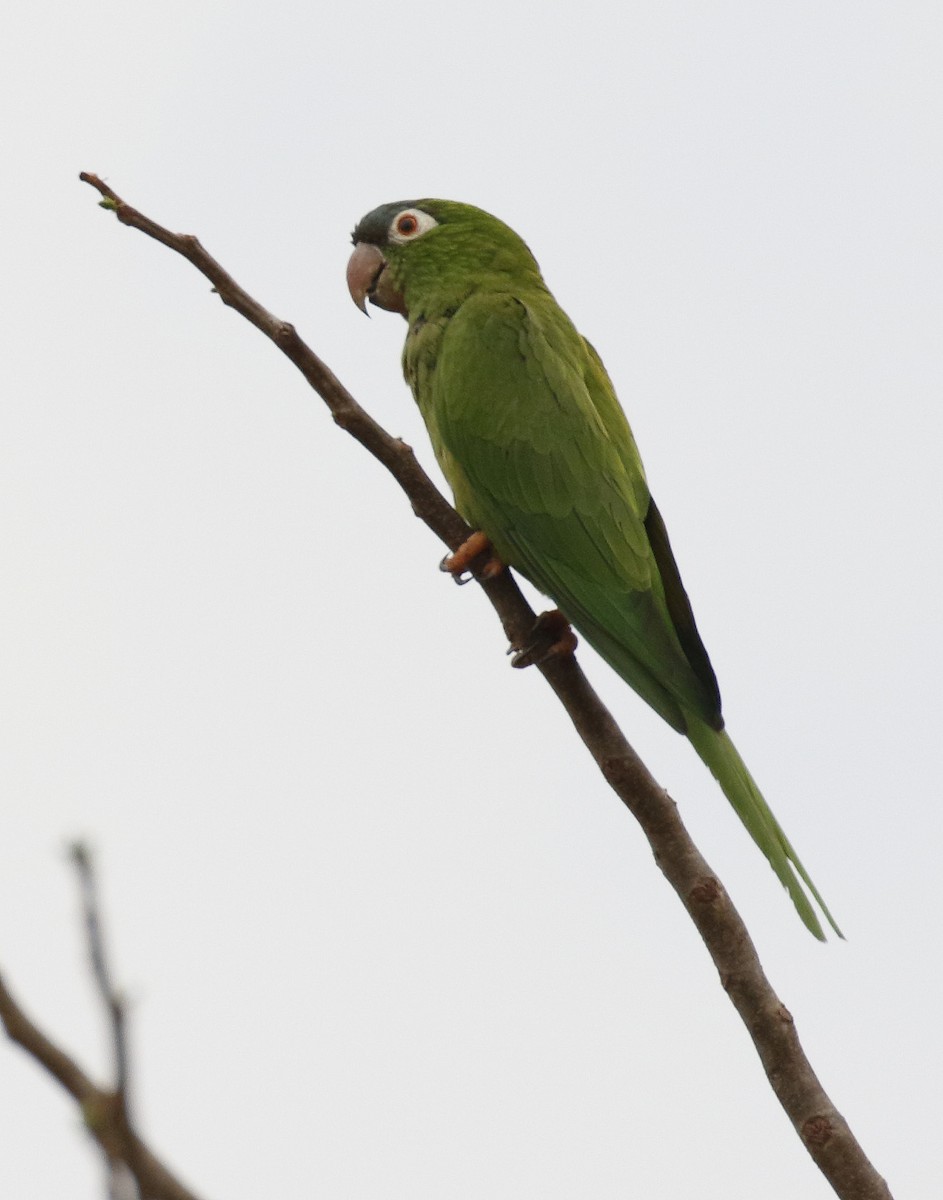 Blue-crowned Parakeet - ML88771171