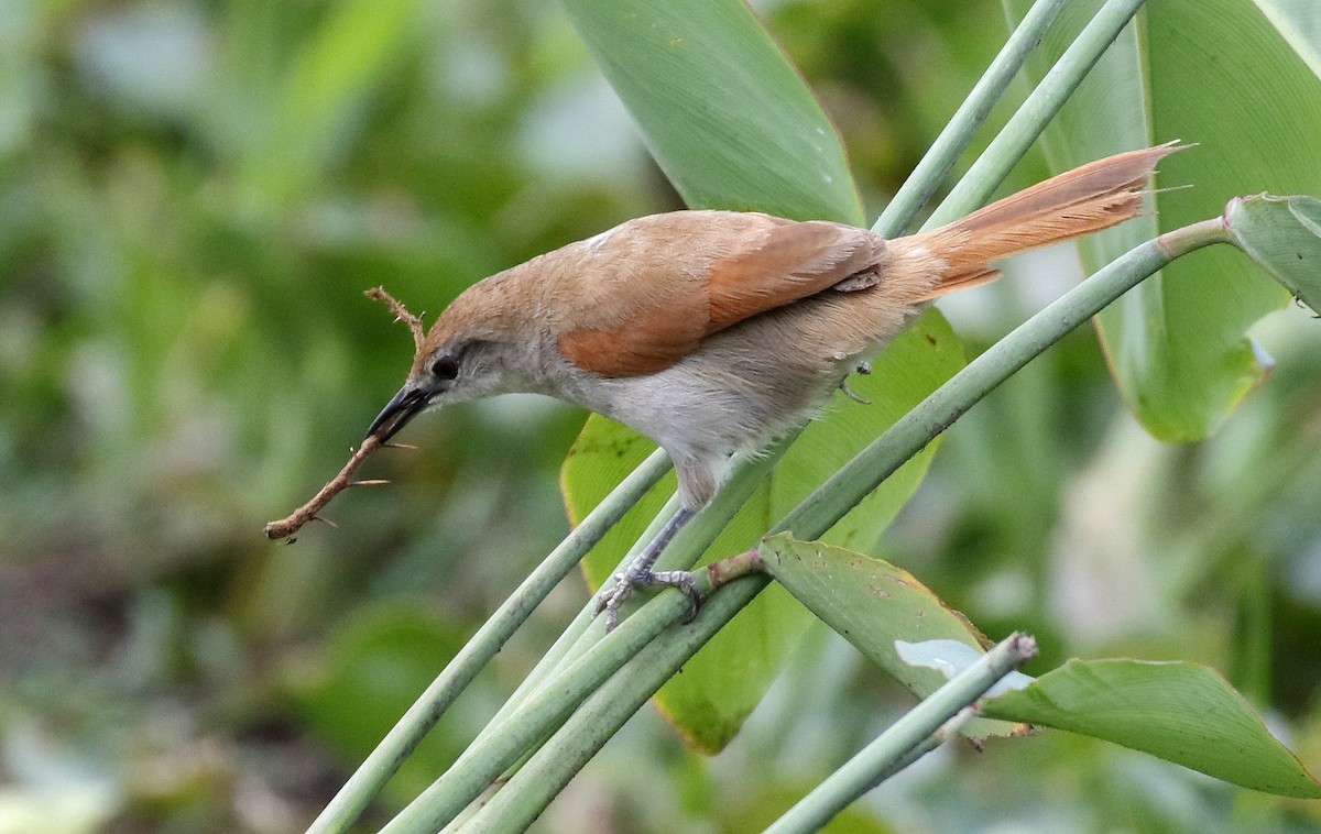 Yellow-chinned Spinetail - ML88771271