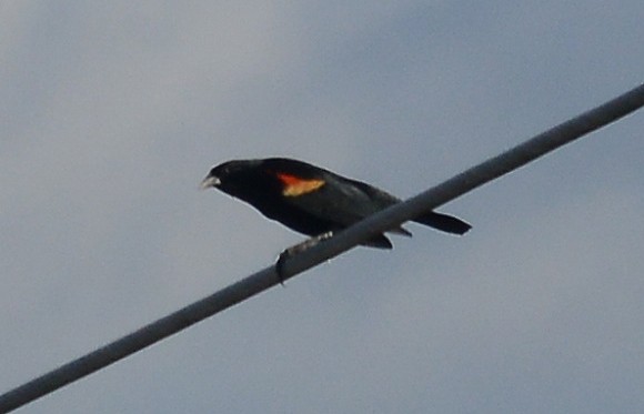 Red-winged Blackbird - ML88773181