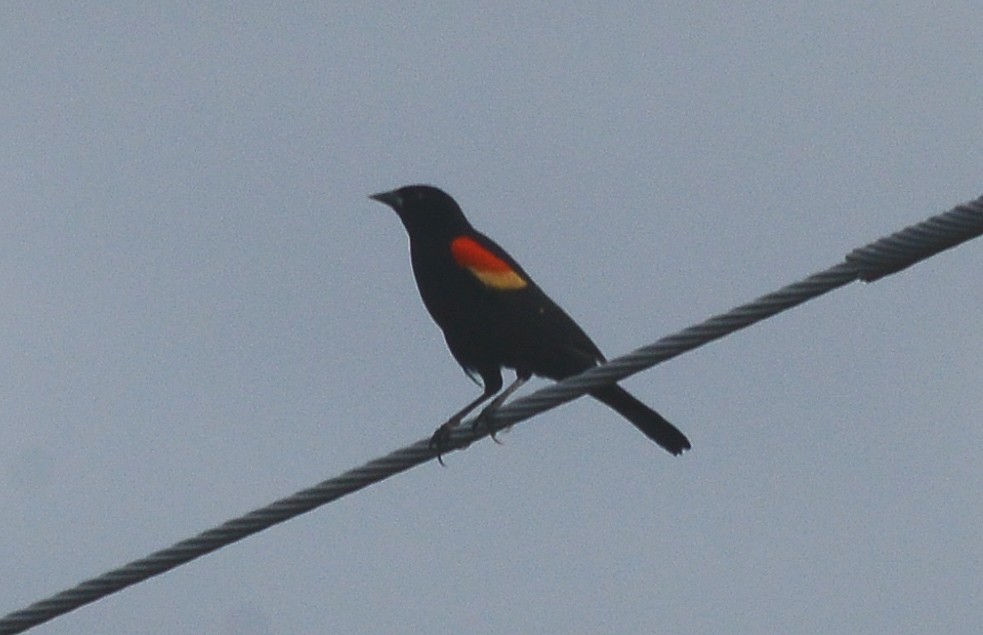 Red-winged Blackbird - Bill Telfair