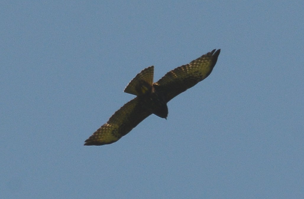 Short-tailed Hawk - Bill Telfair