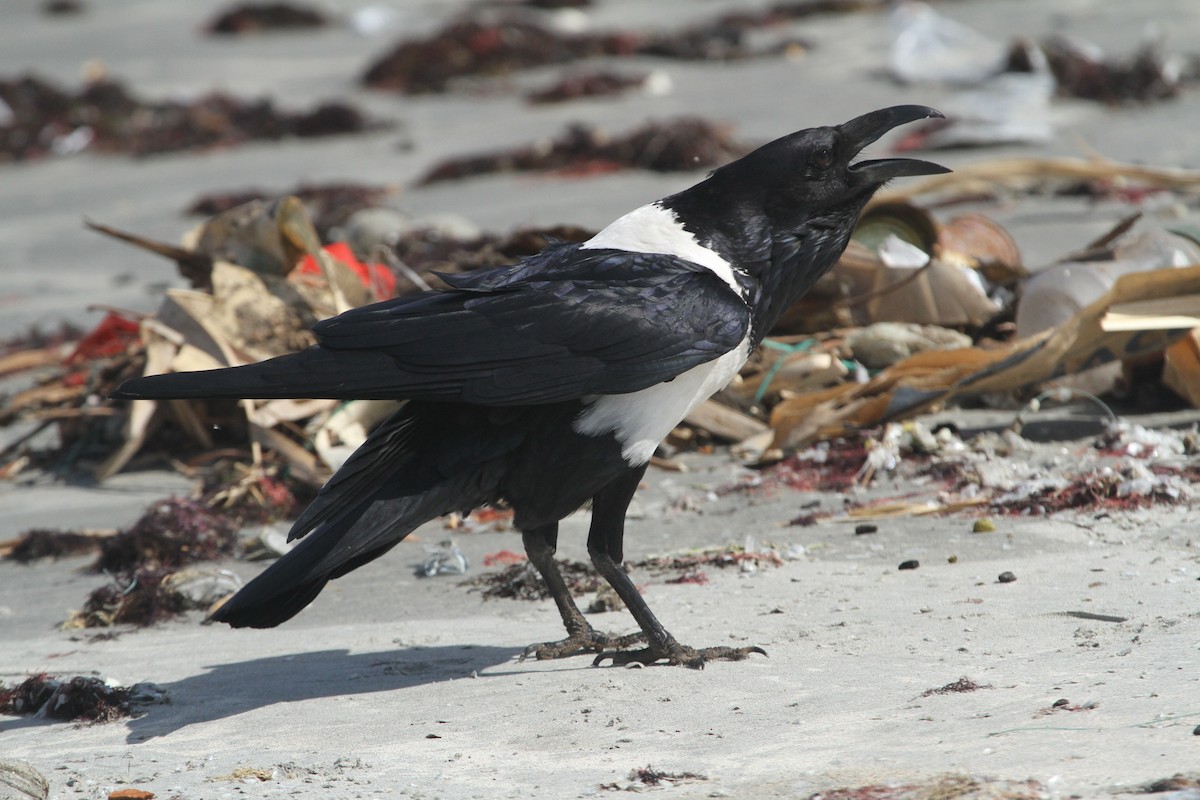 Pied Crow - Peter Carr