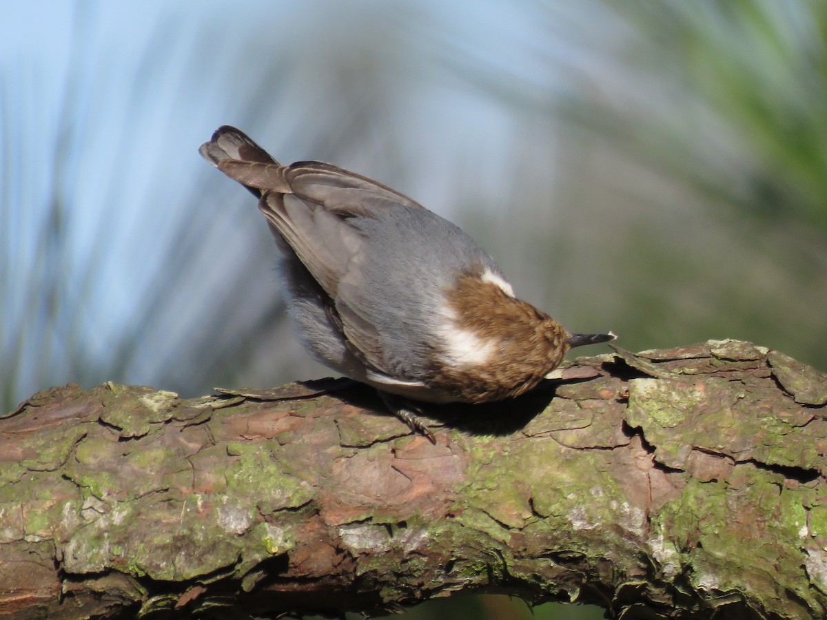 Brown-headed Nuthatch - ML88781471
