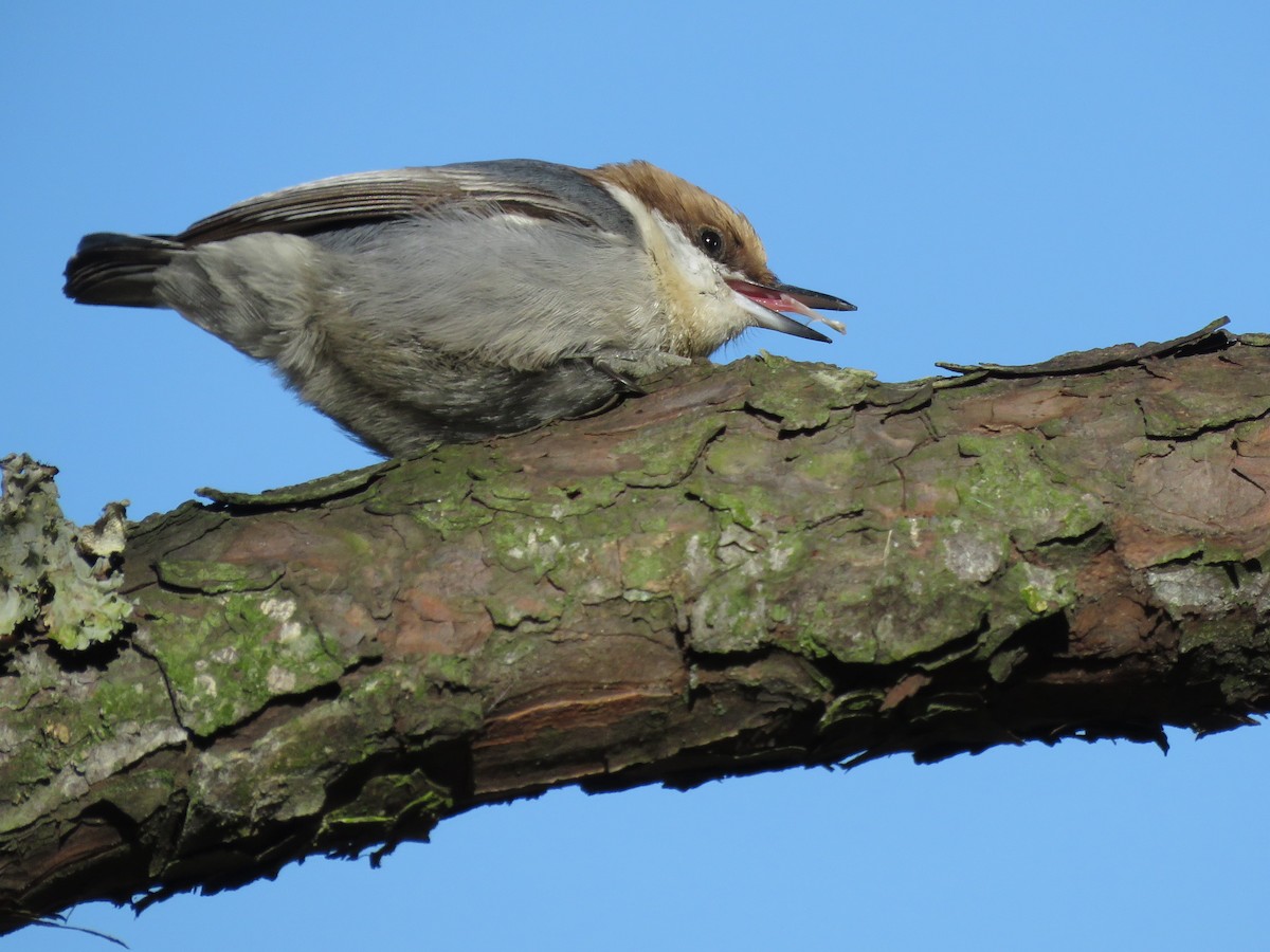 Brown-headed Nuthatch - ML88781531