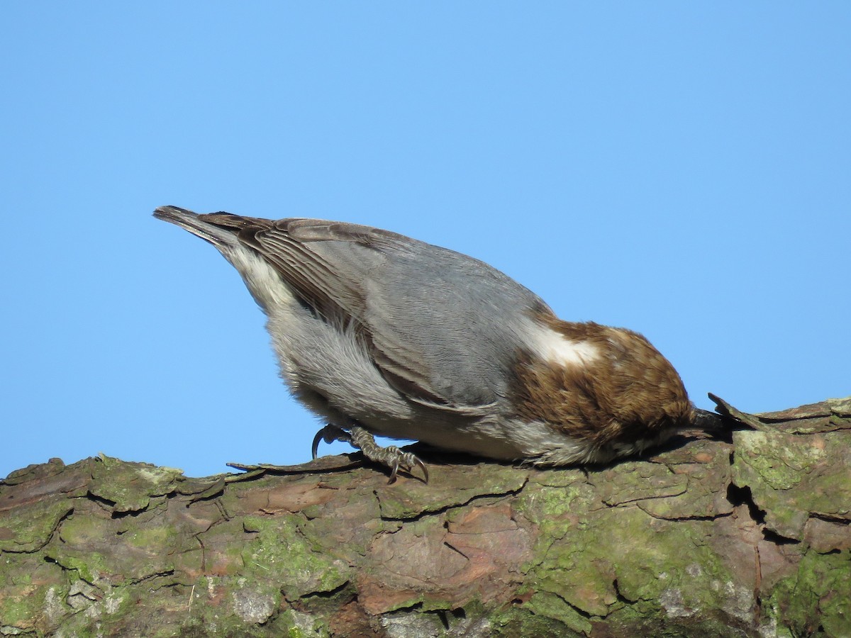 Brown-headed Nuthatch - ML88781591