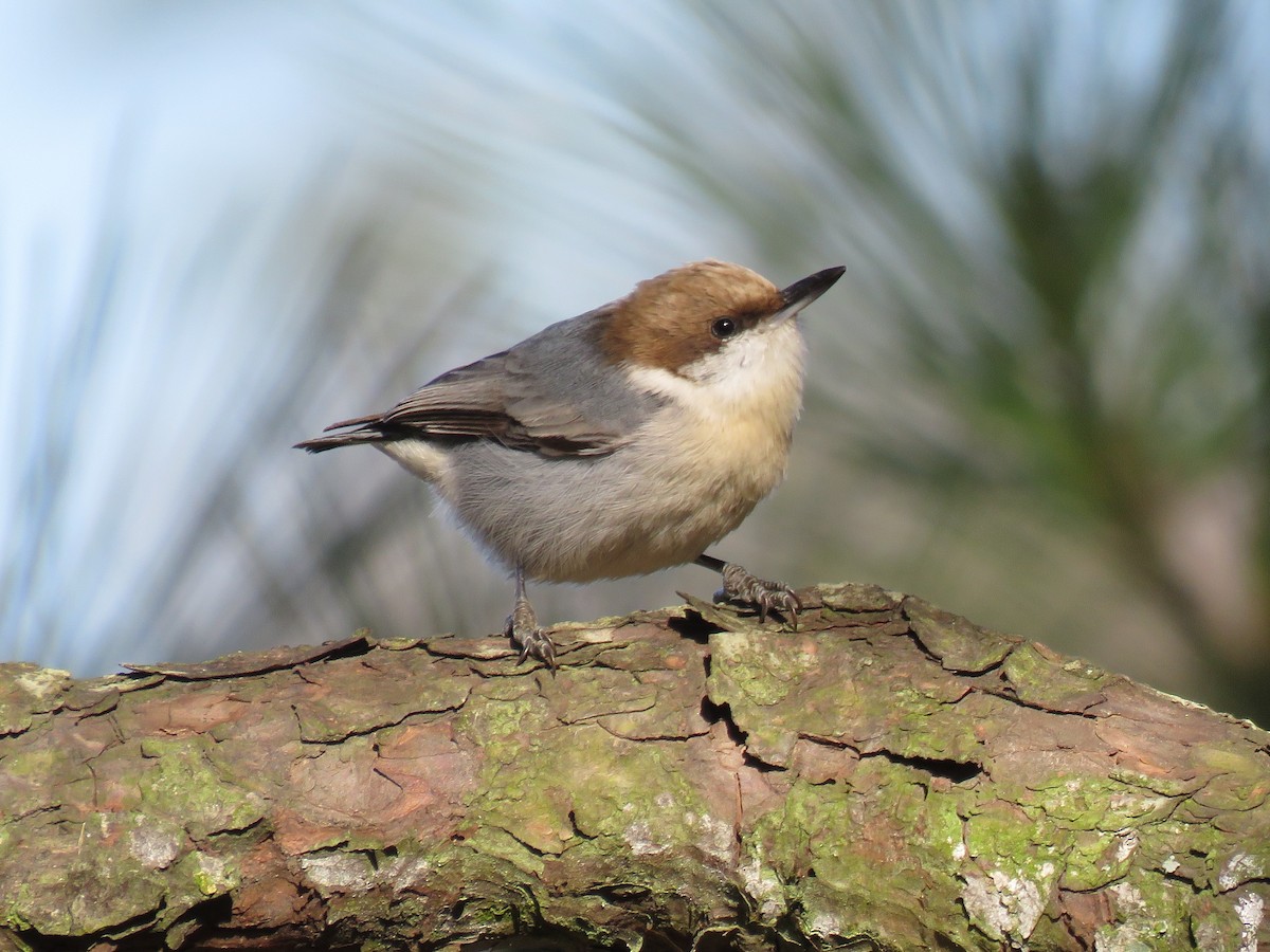 Brown-headed Nuthatch - ML88781611