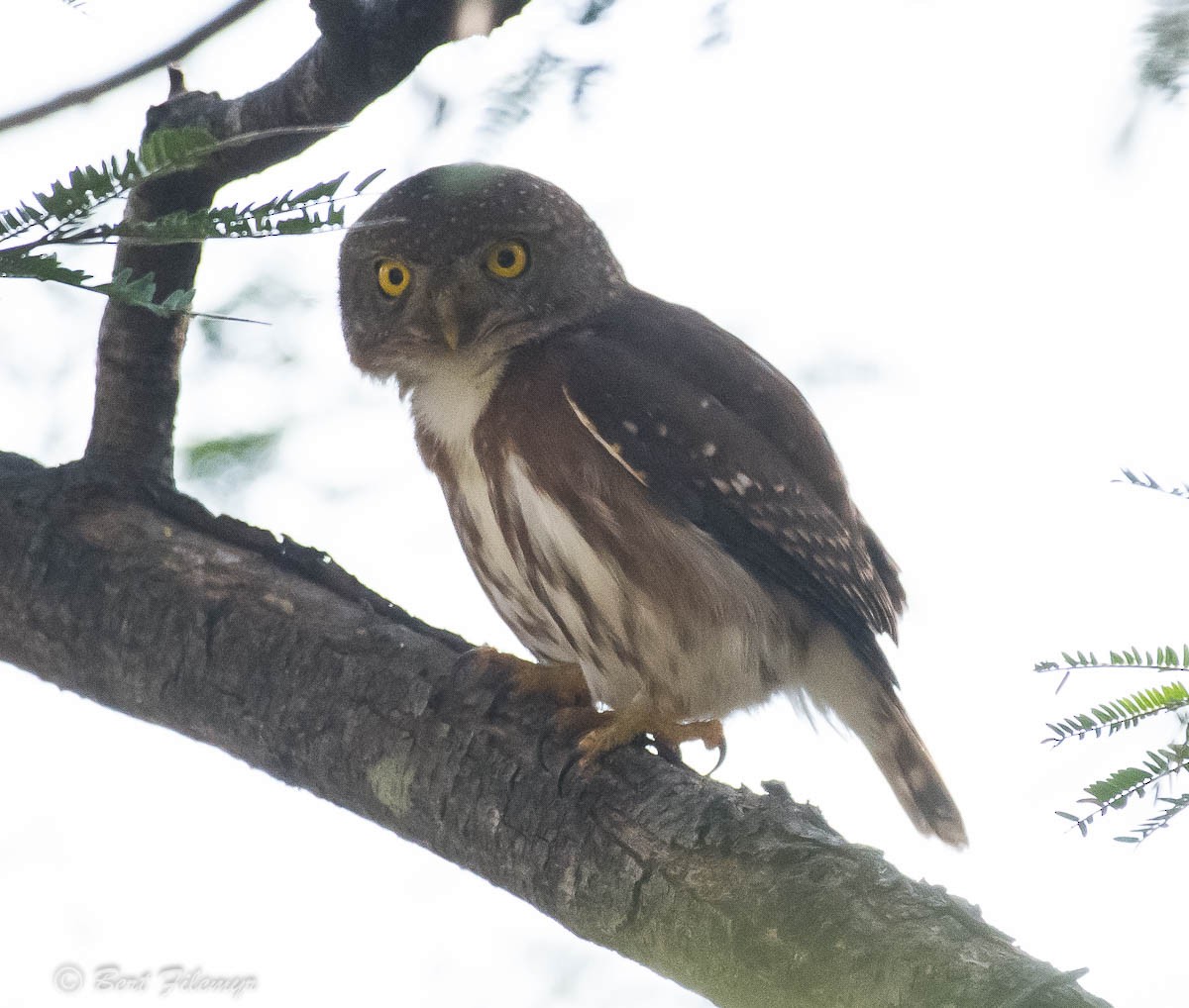 Colima Pygmy-Owl - ML88781711