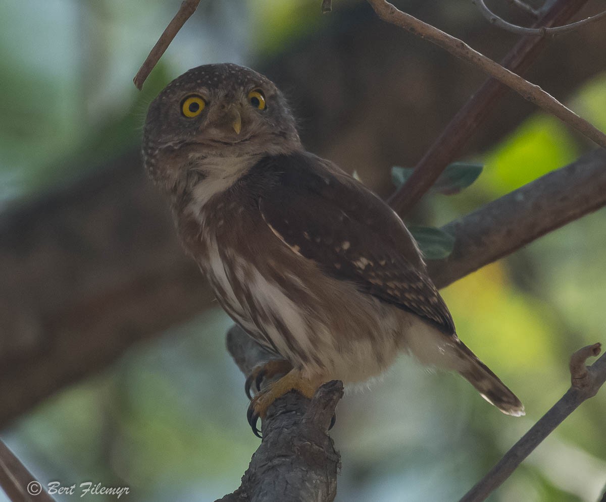 Colima Pygmy-Owl - ML88781761