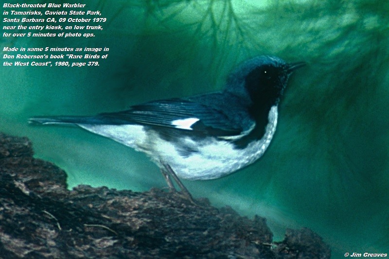 Black-throated Blue Warbler - Jim Greaves