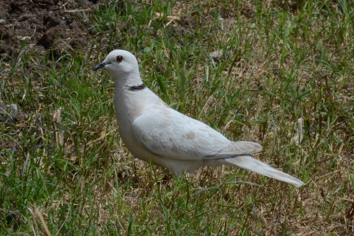 African Collared-Dove - ML88788611