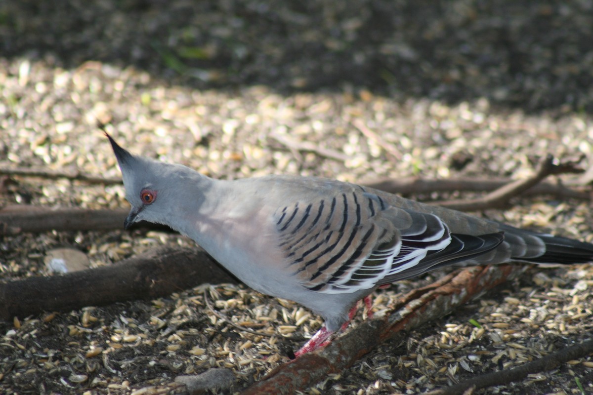 Crested Pigeon - David Kidwell