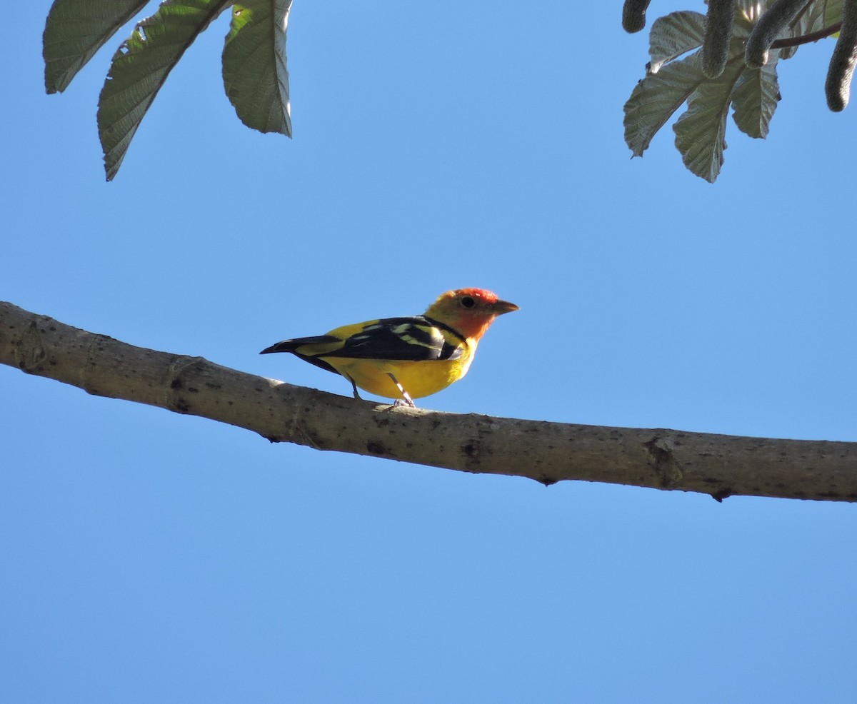 Western Tanager - ML88795561