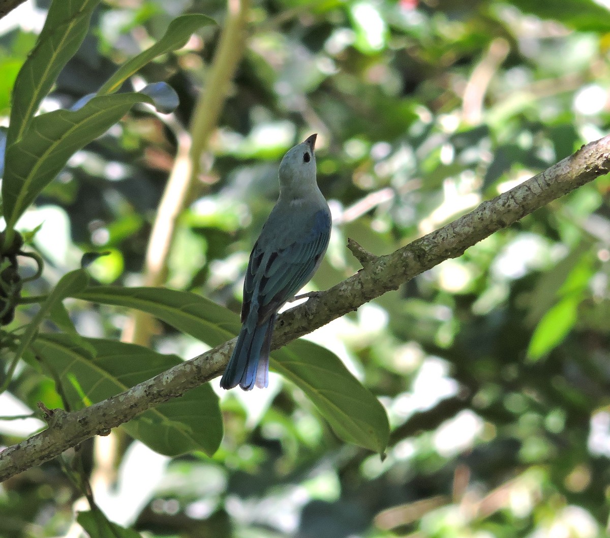 Blue-gray Tanager - ML88797411