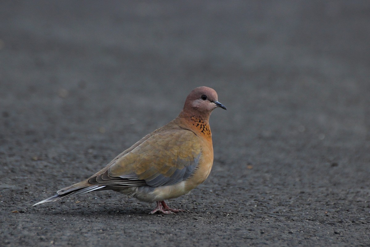 Laughing Dove - ML88801501