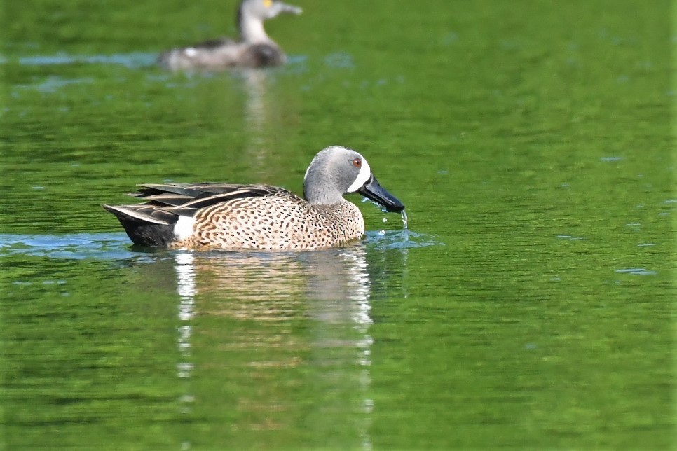 Blue-winged Teal - ML88802011