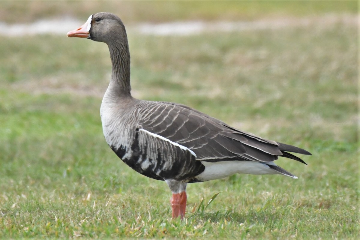 Greater White-fronted Goose - ML88803311