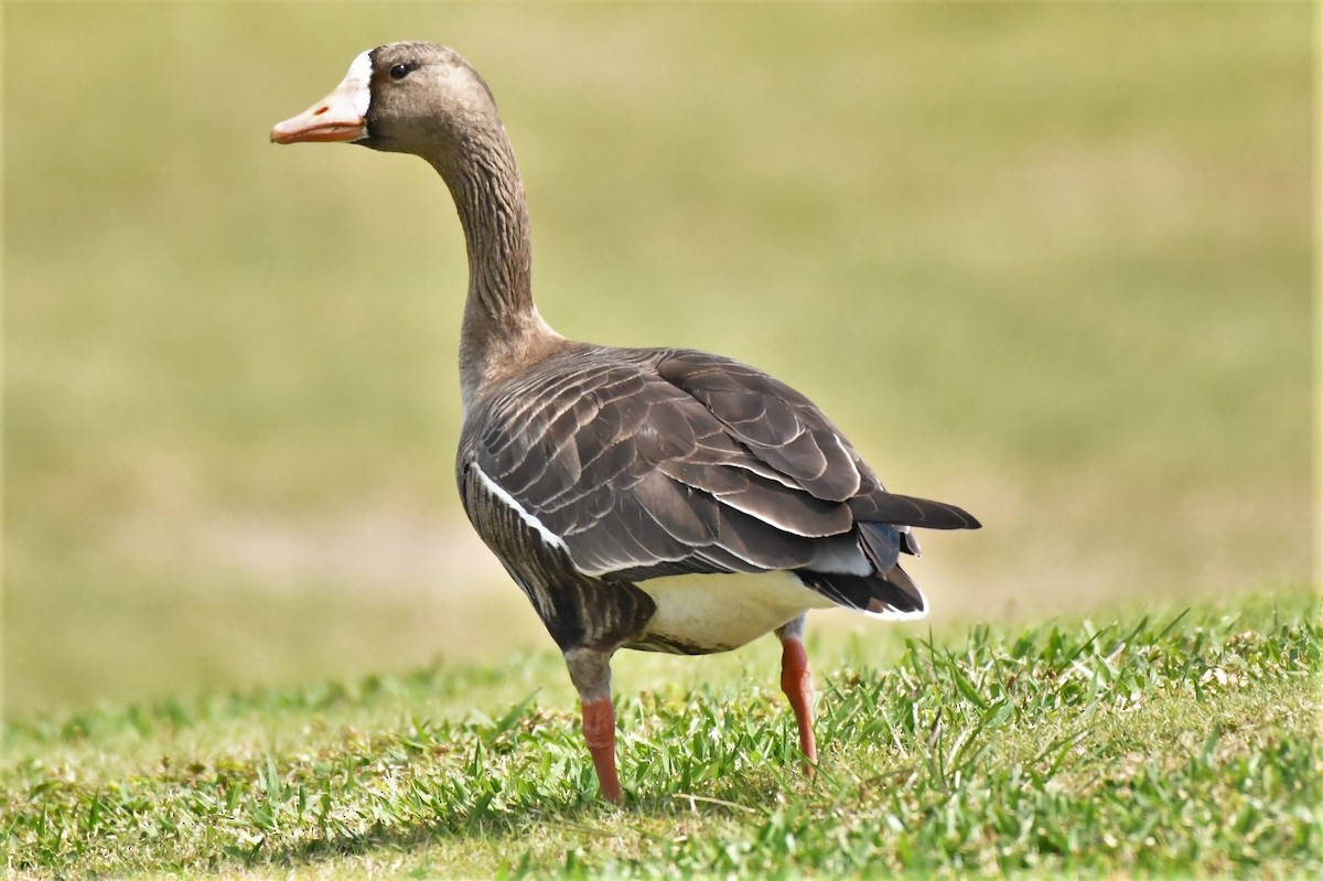 Greater White-fronted Goose - ML88803321