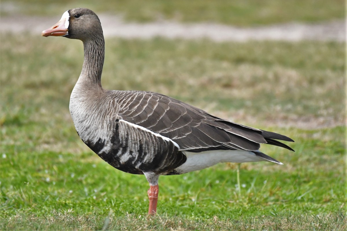 Greater White-fronted Goose - ML88803331