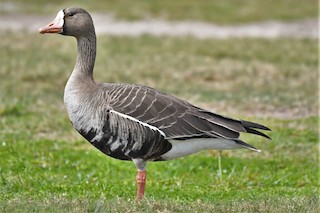 Greater White-fronted Goose, ML88803331