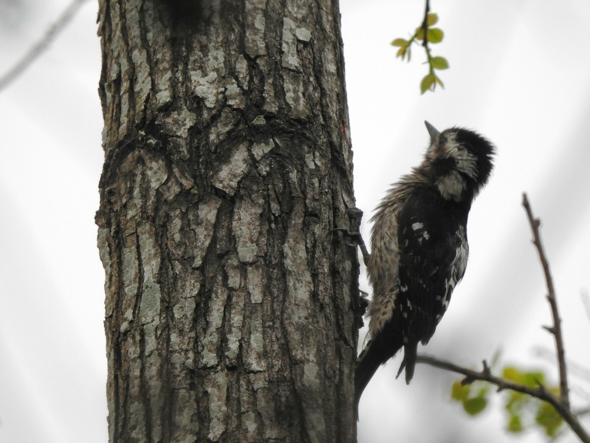 Gray-capped Pygmy Woodpecker - ML88807211