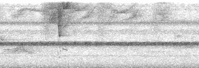 Полосатая пуховка (torridus) - ML88808