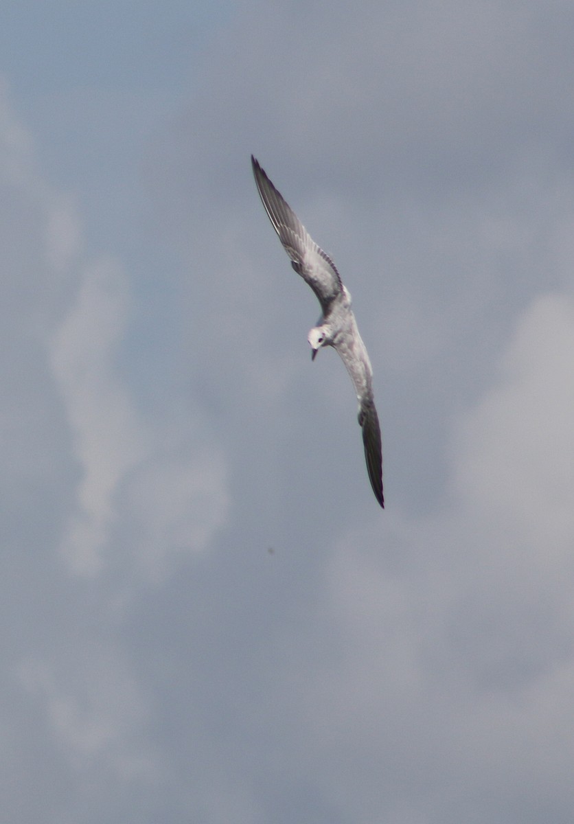 Gull-billed Tern - ML88810871