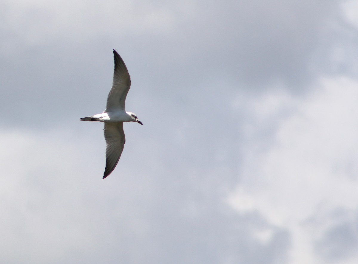 Gull-billed Tern - ML88810881