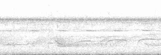 Мурав’янка-куцохвіст велика (підвид griseiventris) - ML88815