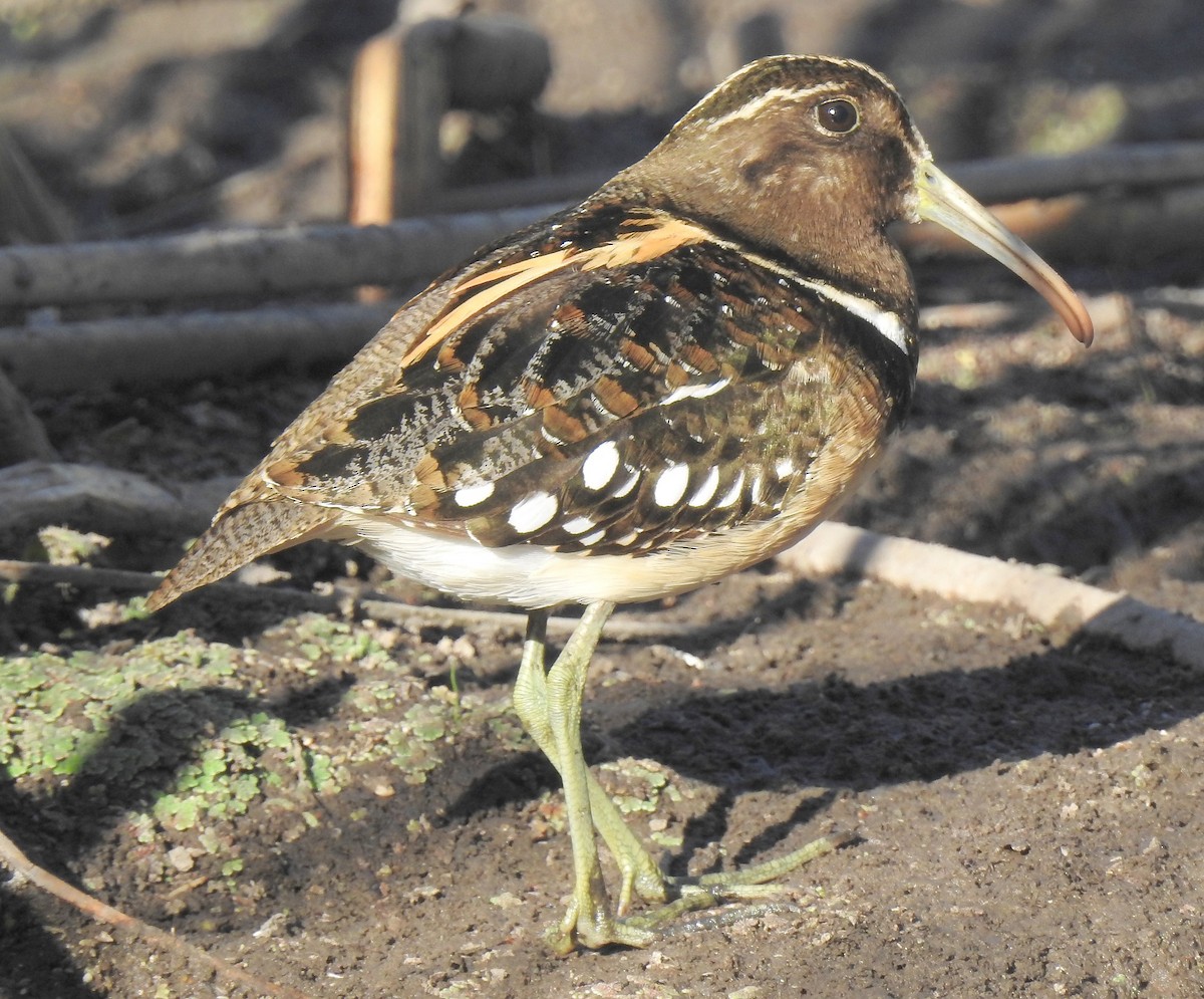 South American Painted-Snipe - ML88817561