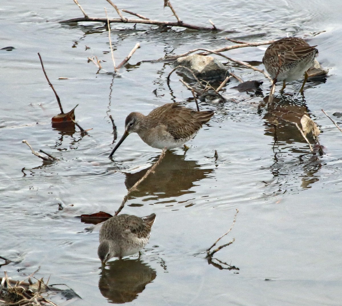 Long-billed Dowitcher - ML88818171