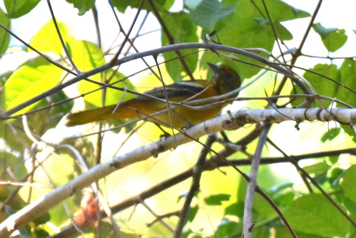 Orchard Oriole - ML88819041