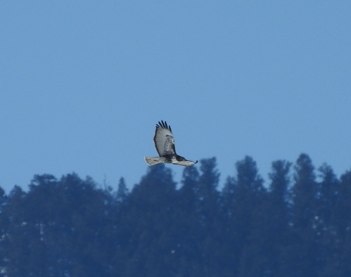 Red-tailed Hawk (Harlan's) - ML88819671
