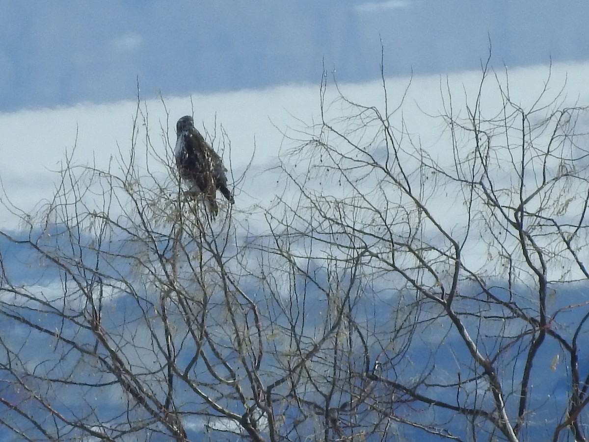 Red-tailed Hawk (Harlan's) - ML88819721