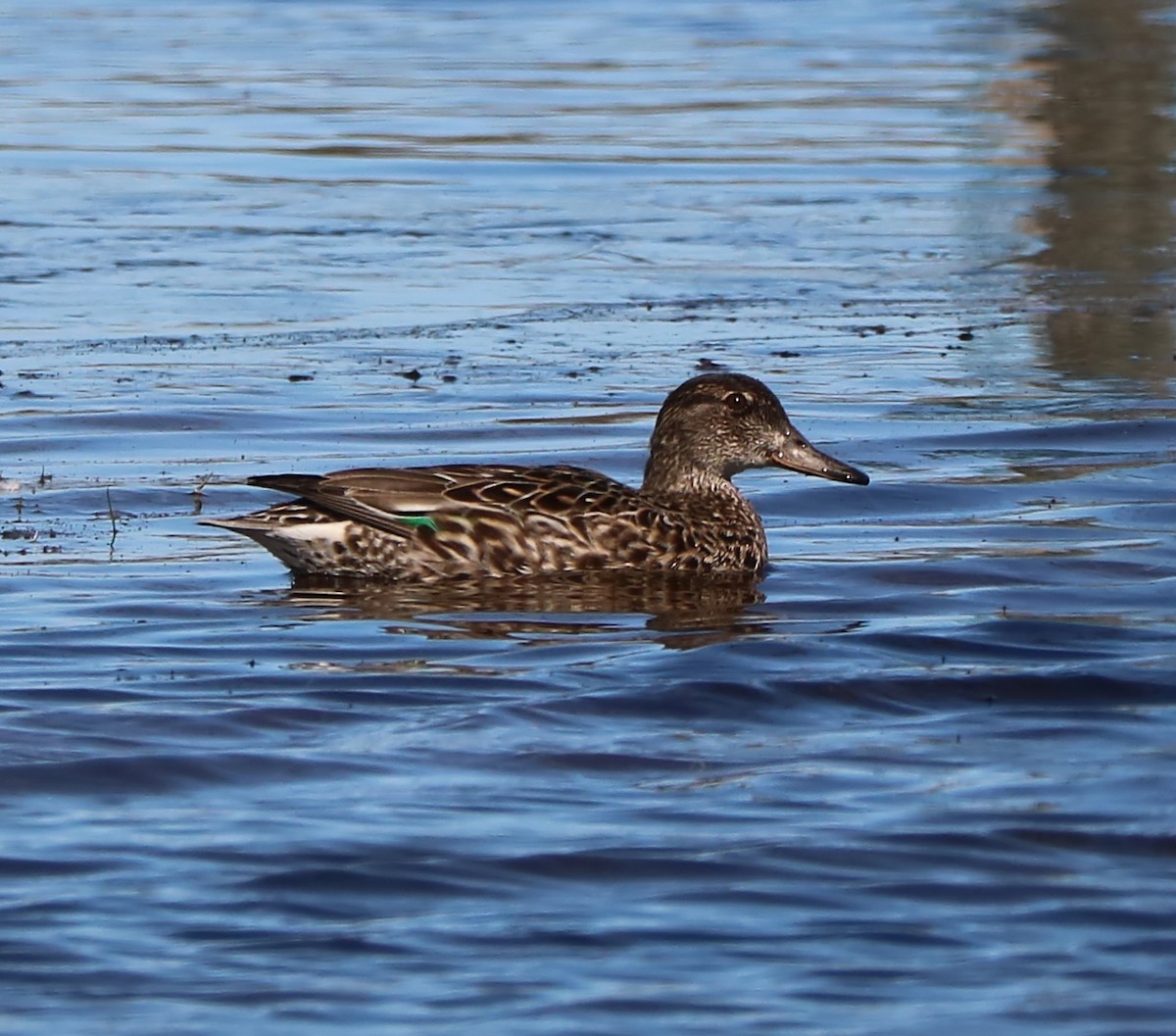 Green-winged Teal - ML88820051