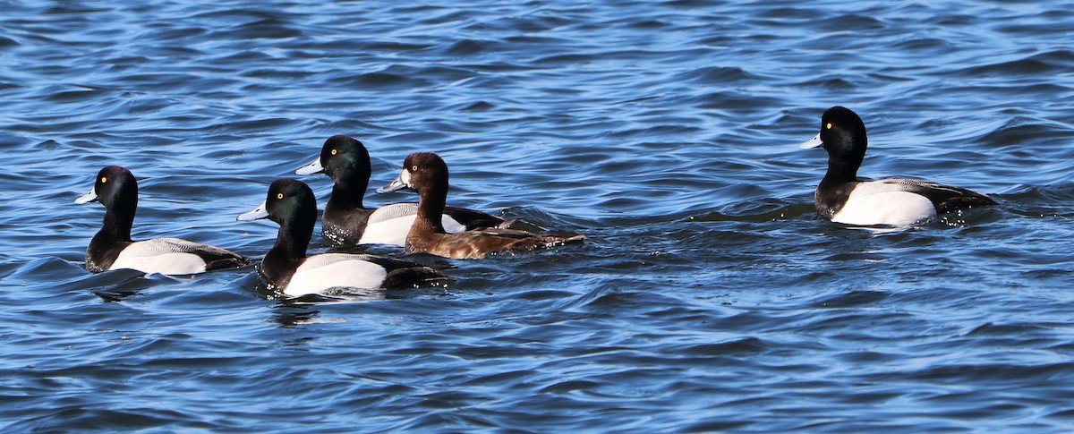 Greater Scaup - ML88820561
