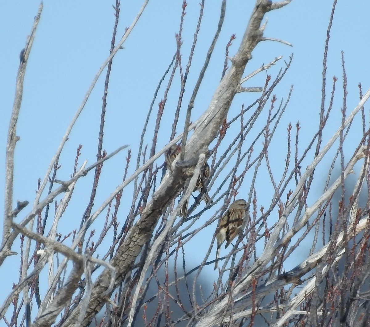 American Tree Sparrow - ML88820801