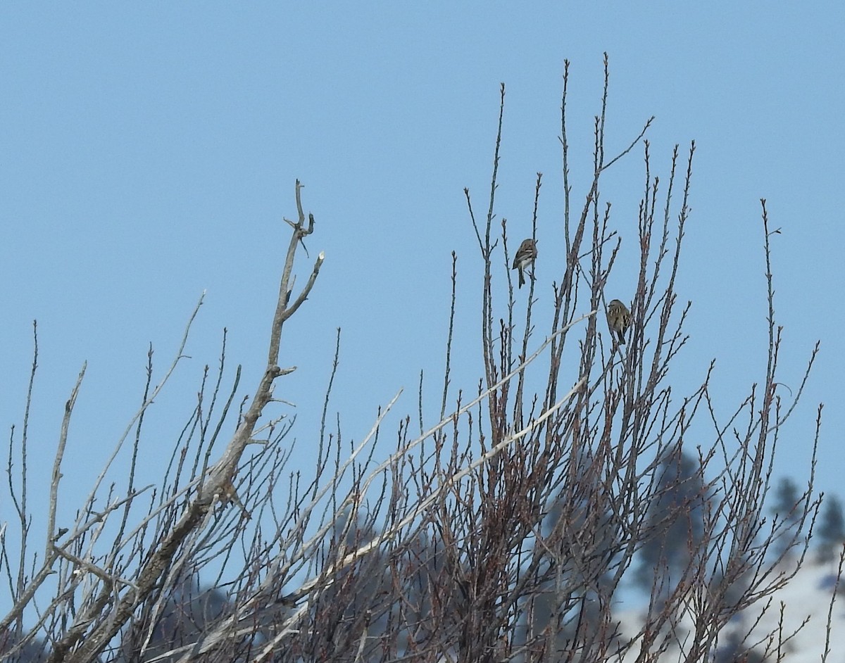 American Tree Sparrow - ML88820821